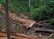 Perambahan Hutan Di Hulu Sungai Rentan Terjadinya Banjir Bandang