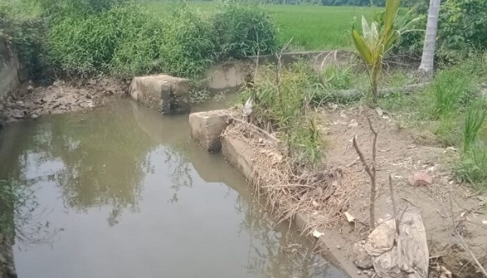 Box Irigasi Tersier Rusak, Puluhan Ha Areal Pertanian Warga Abdya Terancam