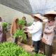 Pj Wali Kota Banda Aceh, Bakri Siddiq, didampingi Kadis P2KP, Kadis DPMG, Camat Baiturrahman, dan Keuchik Gampong Neusu Aceh, saat melakukan tanam dan panen perdana di kebun warga. (Waspada/Zafrullah)