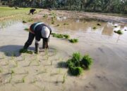 8.266 Hektar Sawah Tadah Hujan Mulai Tanam