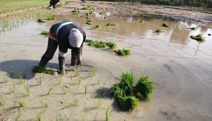 8.266 Hektar Sawah Tadah Hujan Mulai Tanam