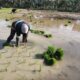 SAWAH TADAH HUJAN: Petani menanam padi di Gampong Aluluddin Dua, Darul Aman, Aceh Timur, Rabu (23/11). Waspada/M. Ishak