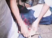 9 Ekor Kambing Warga Aceh Selatan Dimangsa Harimau