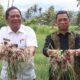 REKTOR UISU Dr. H. Yanhar Jamaluddin, MAP dan Wali Kota Padangsidempuan Irsan Efendi Nasution, panen bawang merah di Desa Pudun Julu, Kecamatan Sidempuan Nadua. Waspada/Ist