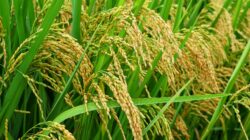Produksi padi di Sumatera Utara pada 2022 diperkirakan mencapai 2,13 juta ton GKG (Gabah Kering Giling), mengalami kenaikan 0,13 juta ton GKG atau 6,36 persen dibandingkan produksi padi di 2021 yang sekitar 2 juta ton GKG.