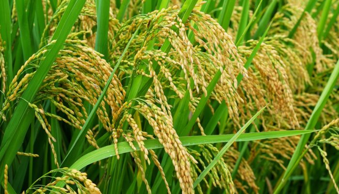 BPS: Produksi Padi Di Sumut Capai 2,13 Juta Ton