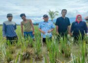 Terendam Luapan Sungai,171 Ha Gagal Panen Siabu