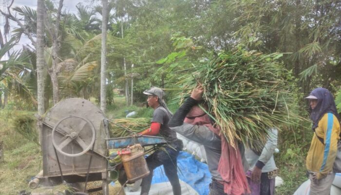 Pupuk Subsidi Di Agara Langka Dan Mahal
