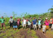 Lokasi Diusahai KTH KPLS Kawasan Hutan Produksi Milik Negara