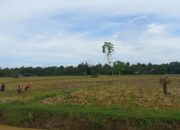 8.400 Hektar Sawah Irigasi Masuki Musim Panen