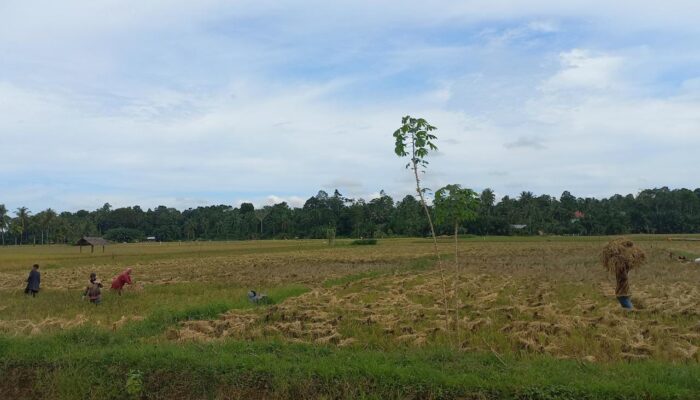 8.400 Hektar Sawah Irigasi Masuki Musim Panen
