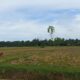 8.400 Hektar Sawah Irigasi Masuki Musim Panen