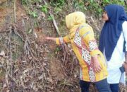 Jejak Harimau Menyebar, Dua Warga Tambangan Hilang