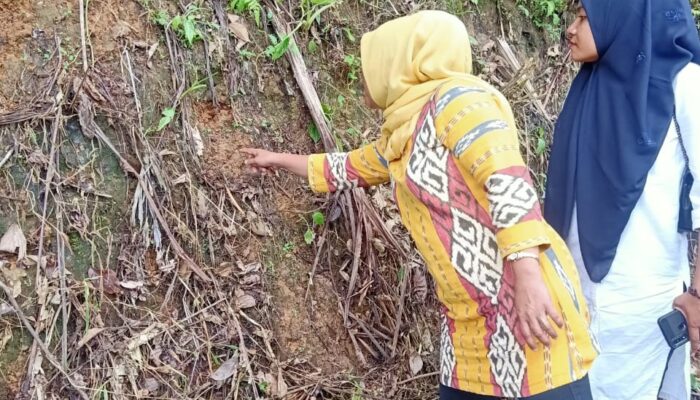 Jejak Harimau Menyebar, Dua Warga Tambangan Hilang