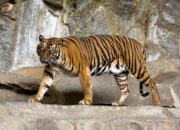 Warga Tambangan Desak Pemerintah Bertindak