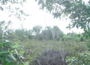 Ribuan Batang Manggrove Dijarah Penebang Liar Kawasan MIC Aramiyah