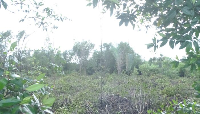 Ribuan Batang Manggrove Dijarah Penebang Liar Kawasan MIC Aramiyah