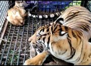 Warga Lega, Seekor Harimau Masuk Ke Dalam Kandang Jebak di Dusun Aras Napal Kiri