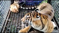 Warga Lega, Seekor Harimau Masuk Ke Dalam Kandang Jebak di Dusun Aras Napal Kiri