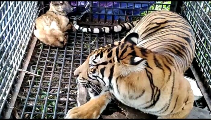 Warga Lega, Seekor Harimau Masuk Ke Dalam Kandang Jebak di Dusun Aras Napal Kiri