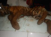 BKSDA Diminta Usir Harimau Dari Pemukiman Warga