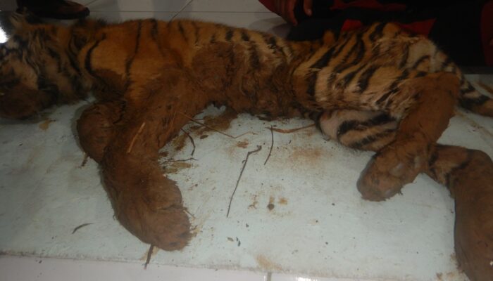 BKSDA Diminta Usir Harimau Dari Pemukiman Warga