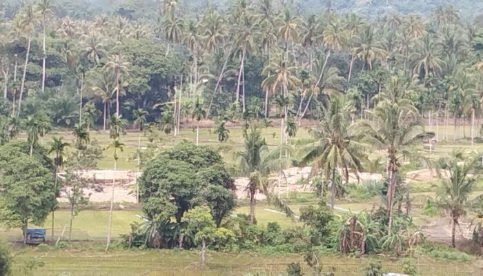 PETI Masih Merajalela Di Ulu Barumun, Kadis LH Tidak Bisa Bertindak