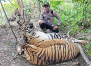 PT Banda Aceh Tambah Hukuman Dua Pembunuh Harimau