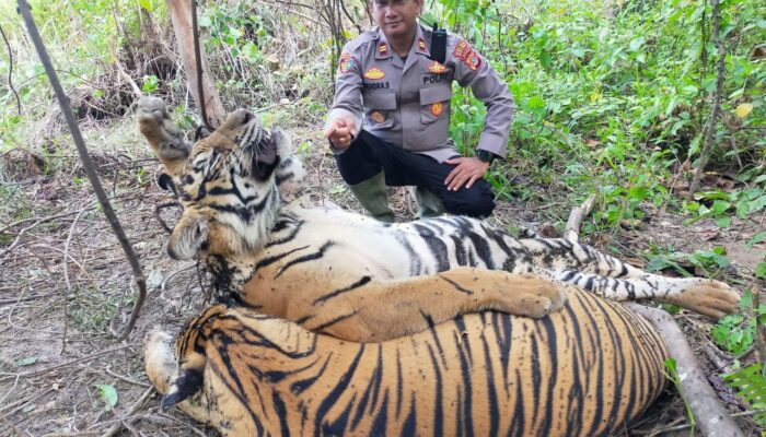 PT Banda Aceh Tambah Hukuman Dua Pembunuh Harimau