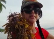 Rumput Laut Di Hamparan Pulau Ringawan, Madina