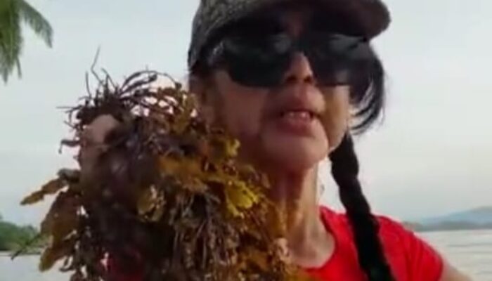 Rumput Laut Di Hamparan Pulau Ringawan, Madina