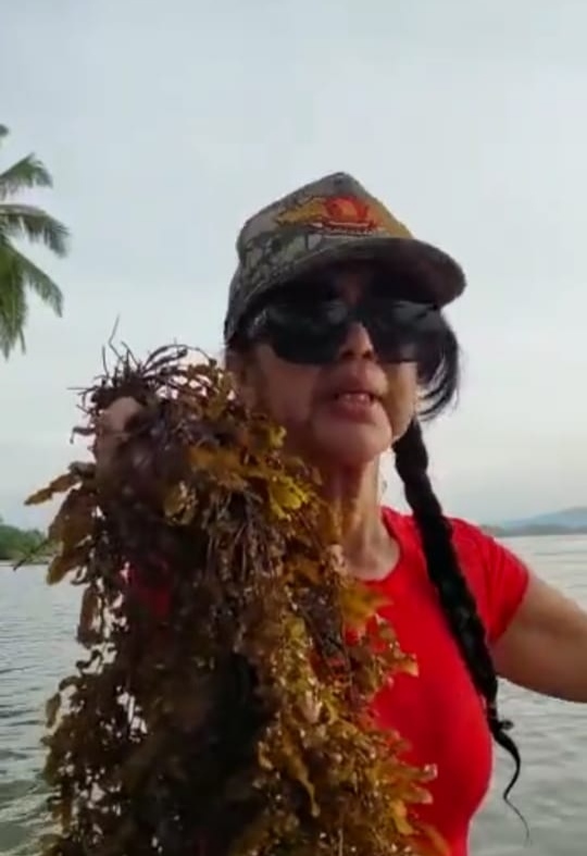 Rumput Laut Di Hamparan Pulau Ringawan, Madina
