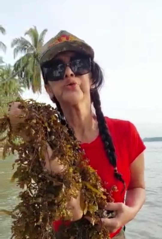 Rumput Laut Di Hamparan Pulau Ringawan, Madina