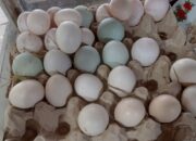 Harga Telur Dan Cabai Merah Melonjak Di Batubara