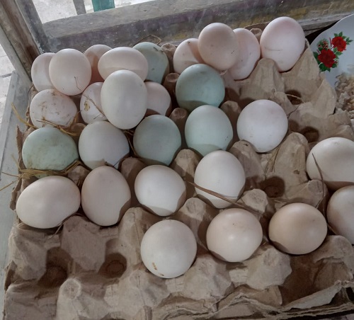 Harga Telur Dan Cabai Merah Melonjak Di Batubara