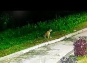 Harimau Berkeliaran Resahkan Warga Agara