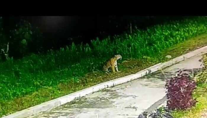 Harimau Berkeliaran Resahkan Warga Agara