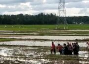 Operator Traktor Meninggal Mendadak Saat Membajak Sawah