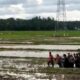 TANDU JENAZAH: Jenazah Tgk Saleh, ditandu dari sawah Blang Bugeng, Nurussalam, menuju rumah duka di Gampong Cempedak, Darul Falah, Aceh Timur, Kamis (15/12). Waspada/Ist