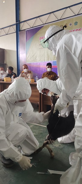 BC Langsa, Karantina Dan Satgas PMK Musnahkan 245 Hewan Dan Tumbuhan