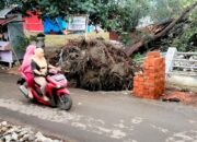 Venue Tenis Pora Rusak Tertimpa Pohon Pinus Dan Waru