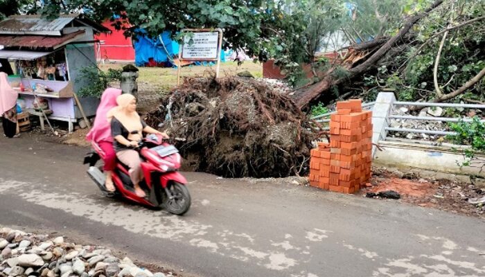 Venue Tenis Pora Rusak Tertimpa Pohon Pinus Dan Waru
