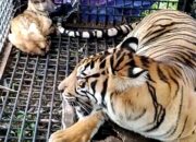 HARIMAU Sumatera masuk ke dalam perangkap kandang jebak di Dusun Aras Napak Kiri, Desa Bukit Mas, Kec. Besitang. Waspada/Ist