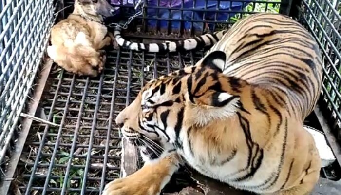 Warga Lega, Seekor Harimau Terjebak Di Dusun Aras Napal Kiri