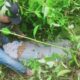 TEMUKAN GANJA: Polisi mencoba mengangkat karung berisi ganja dari jurang di Gampong Leles, Serbajadi, Aceh Timur, Selasa (20/10). Waspada/Ist