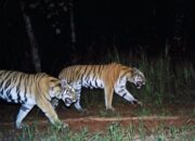 Lima Ekor Harimau Berkeliaran Resahkan Warga Aceh Tenggara