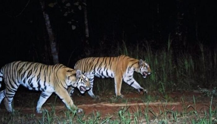 Lima Ekor Harimau Berkeliaran Resahkan Warga Aceh Tenggara