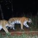 Keberadaan harimau resahkan warga Agara. Waspada/Ist