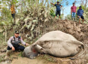 Gajah Jinak Mati Diserang Gajah Liar