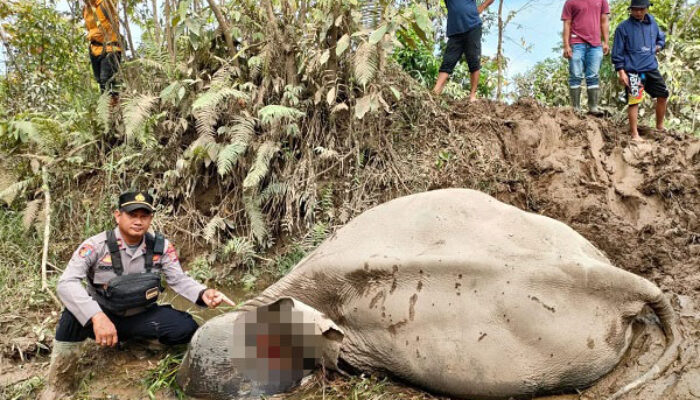 Gajah Jinak Mati Diserang Gajah Liar